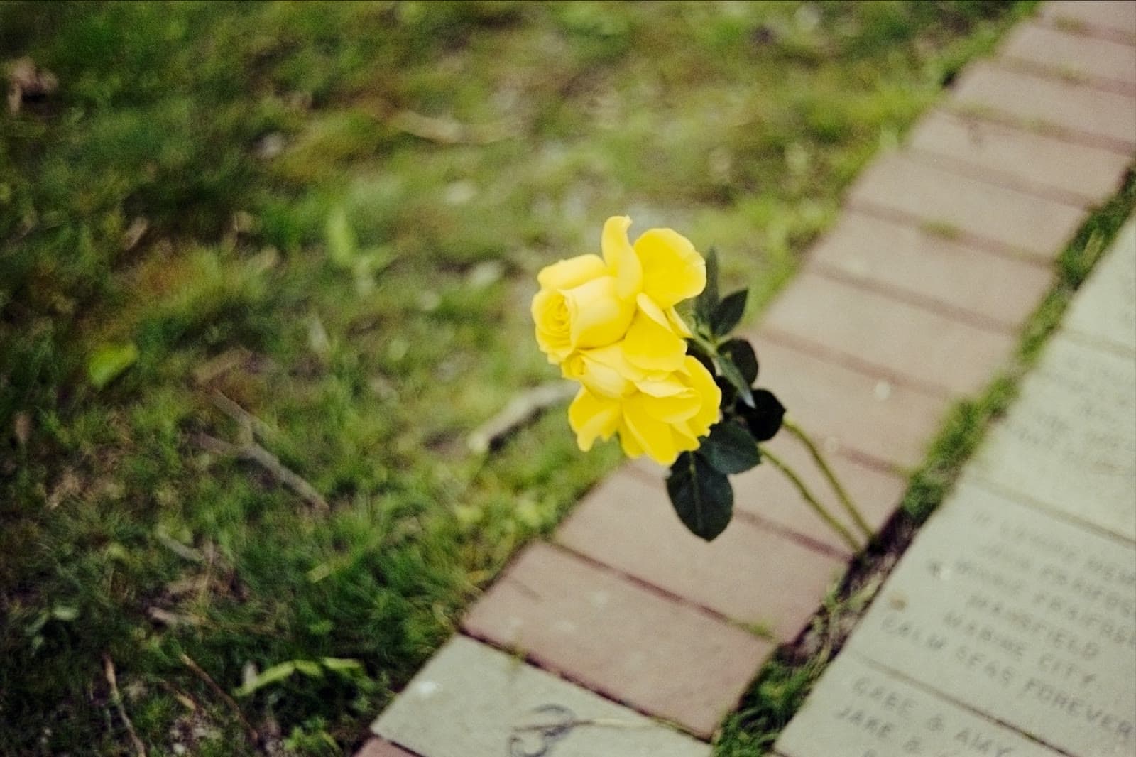 Converted close-up frame of a yellow rose