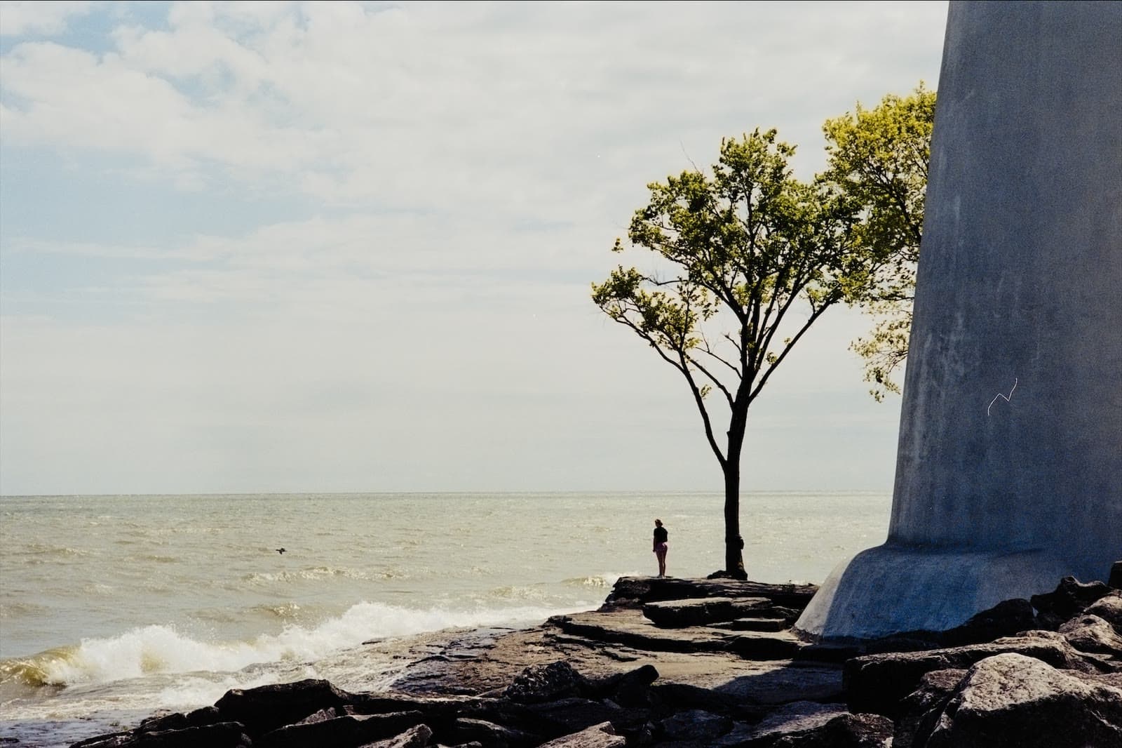 Converted frame of a tree beside Lake Erie